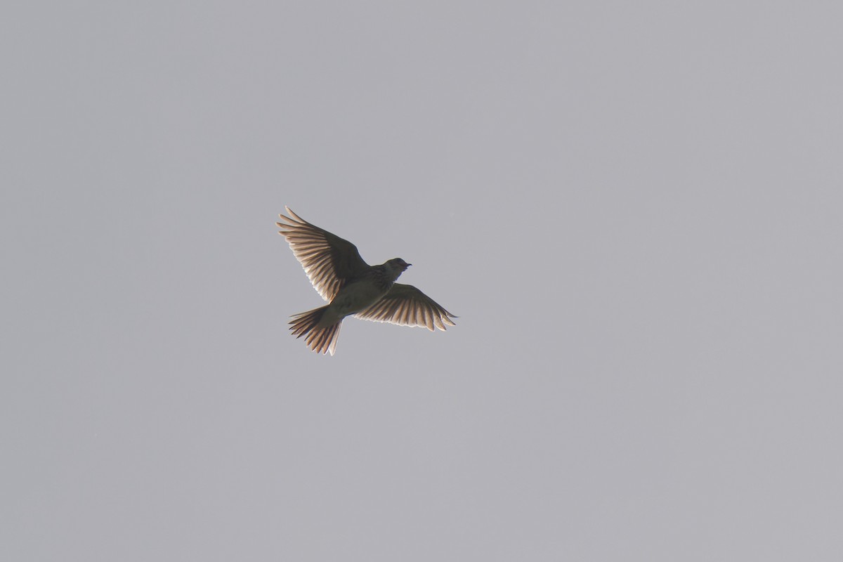Eurasian Skylark - ML641393574