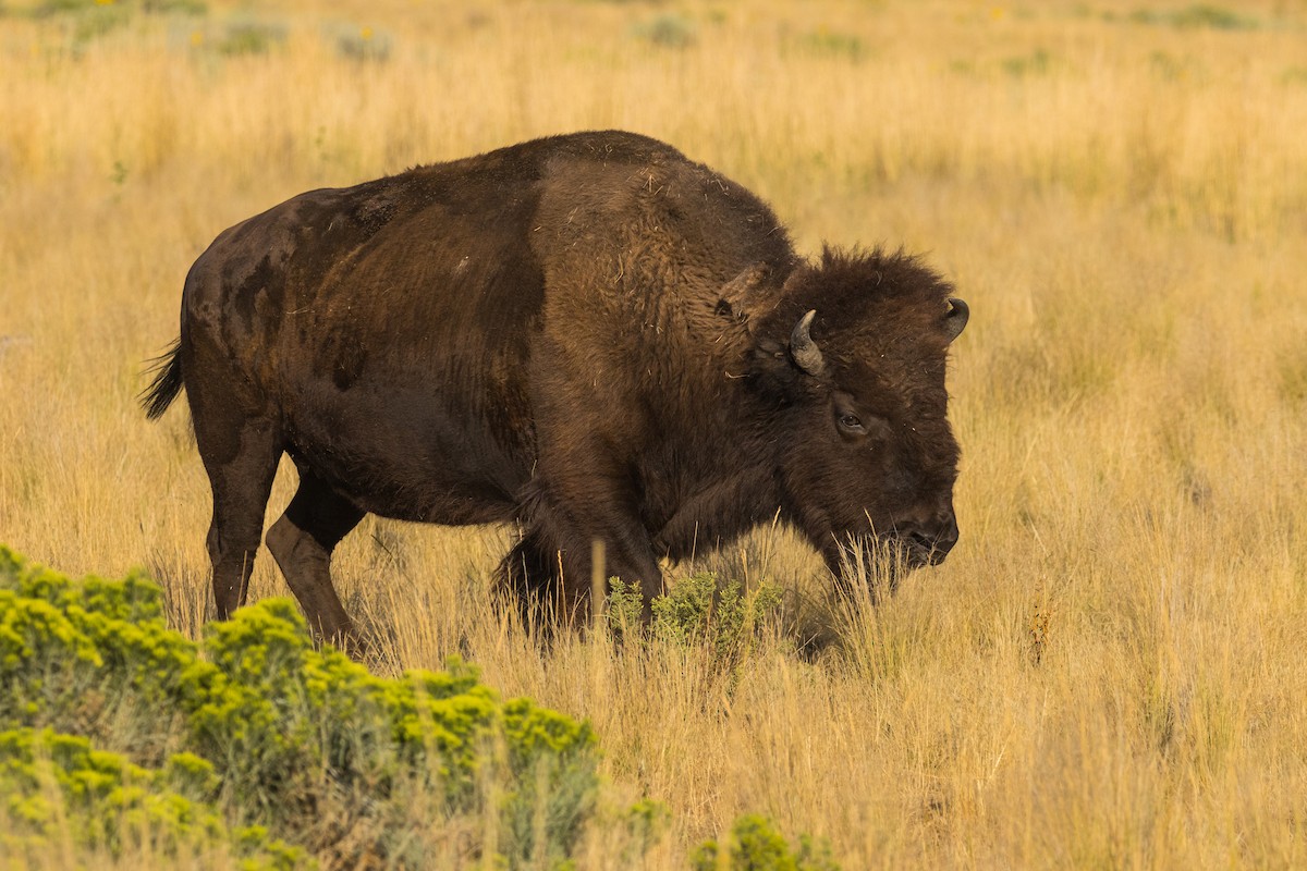 Animals - ML641393578