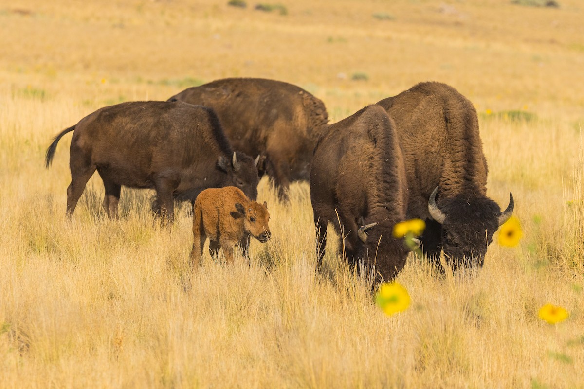 Animals - ML641393591