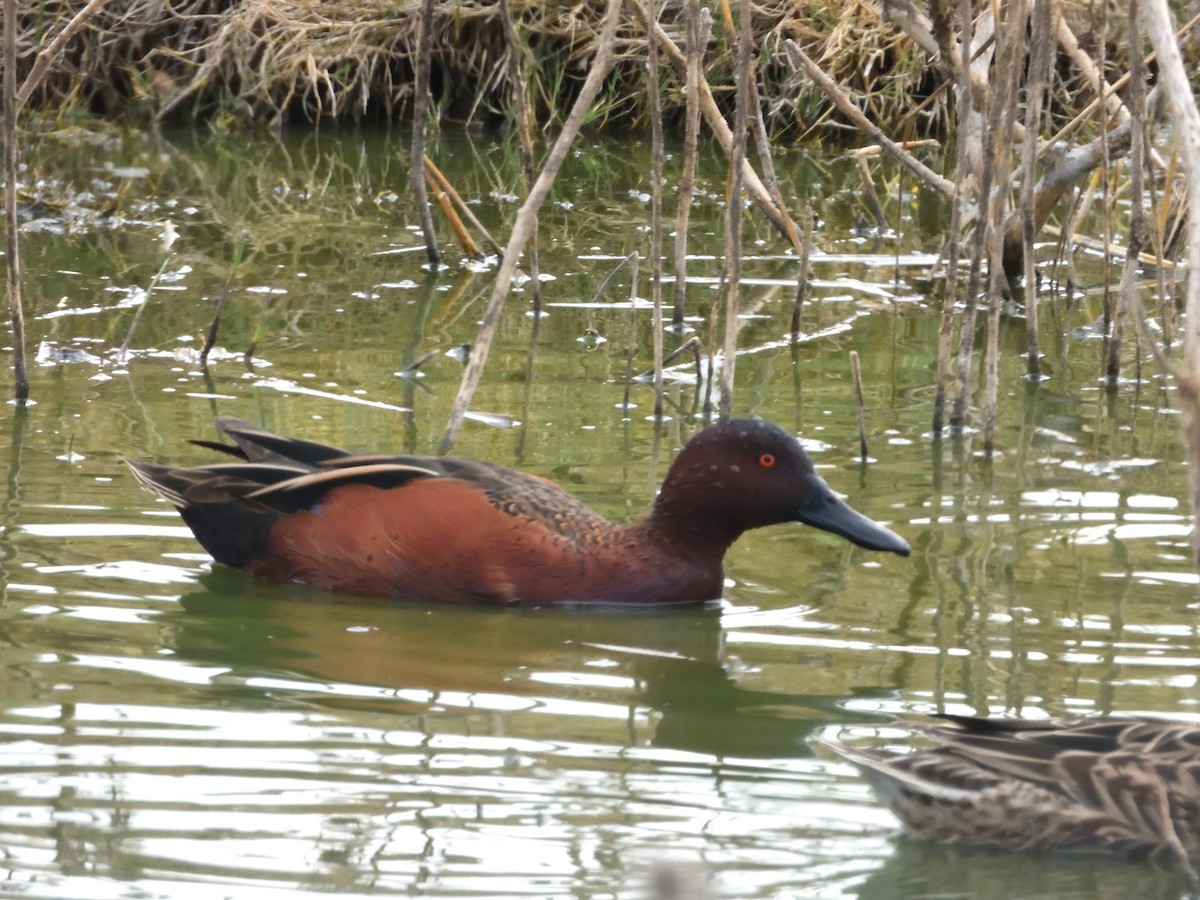 Cinnamon Teal - ML641393616