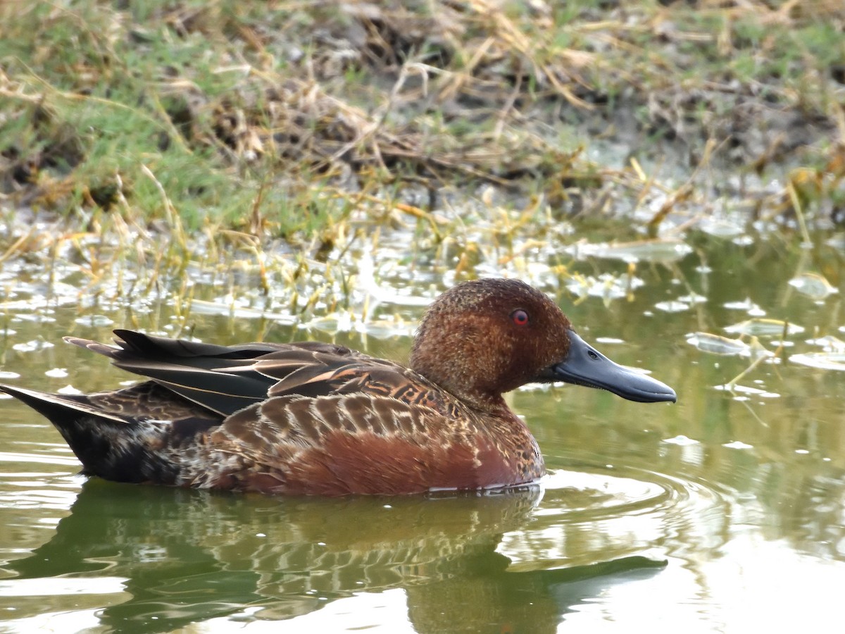 Cinnamon Teal - ML641393617
