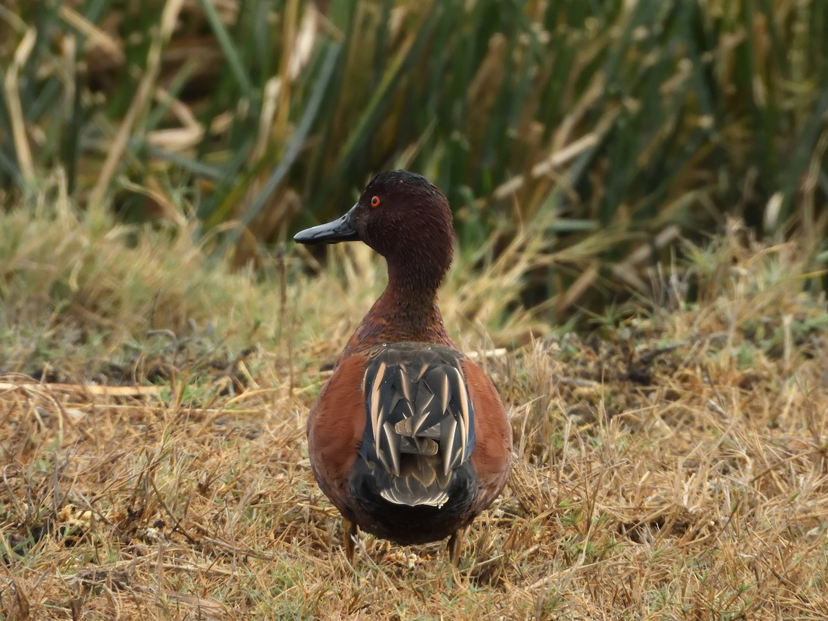 Cinnamon Teal - ML641393618