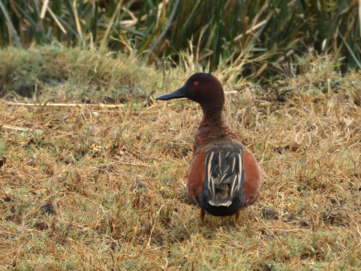 Cinnamon Teal - ML641393620