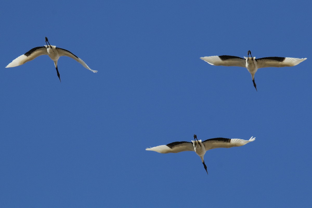 Red-crowned Crane - ML641393631