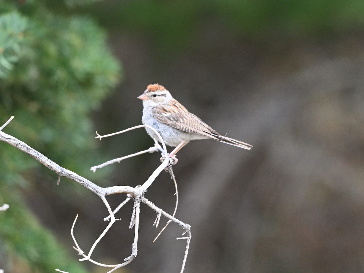 Chipping Sparrow - ML641393632
