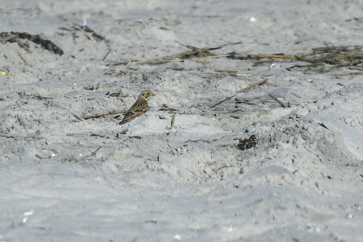 Lapland Longspur - ML641393635