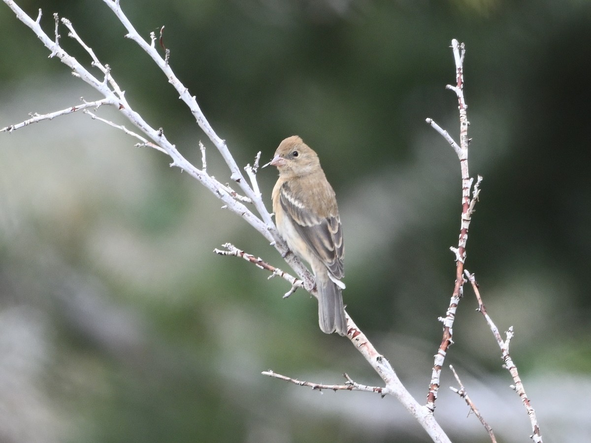 Lazuli Bunting - ML641393637