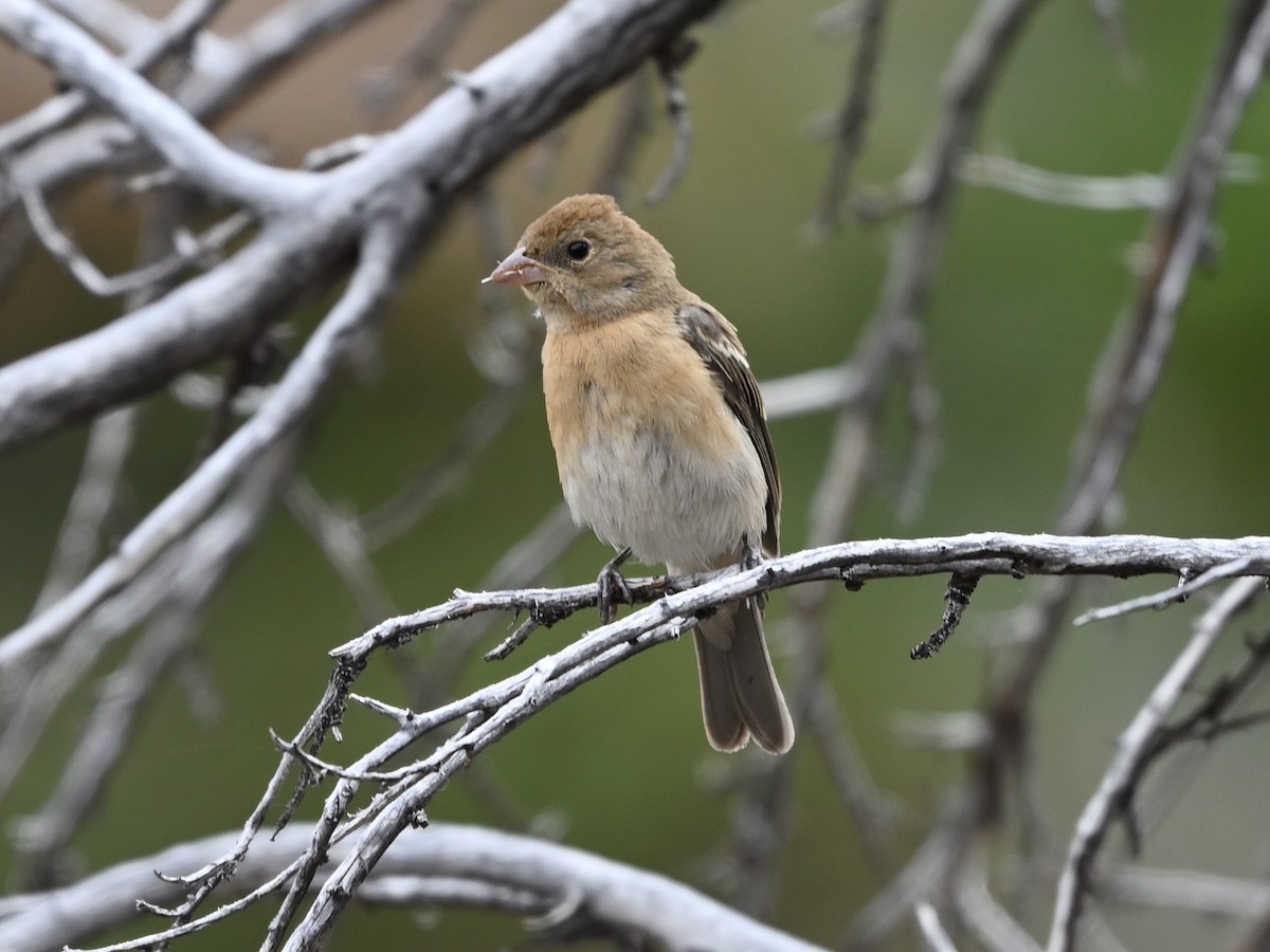 Lazuli Bunting - ML641393638