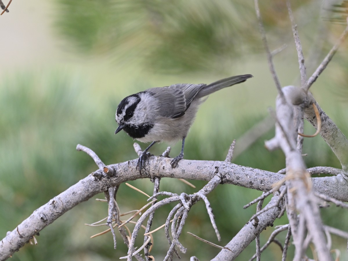 Mésange de Gambel - ML641393646
