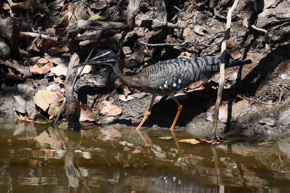 Sunbittern - ML641393660