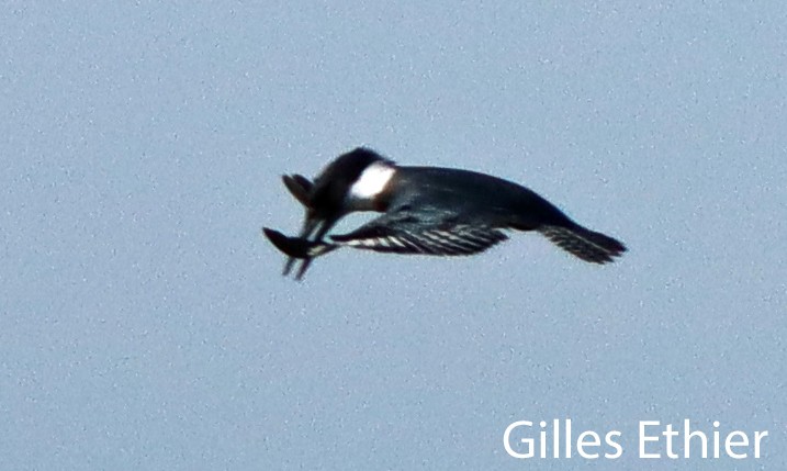 Belted Kingfisher - ML641393661