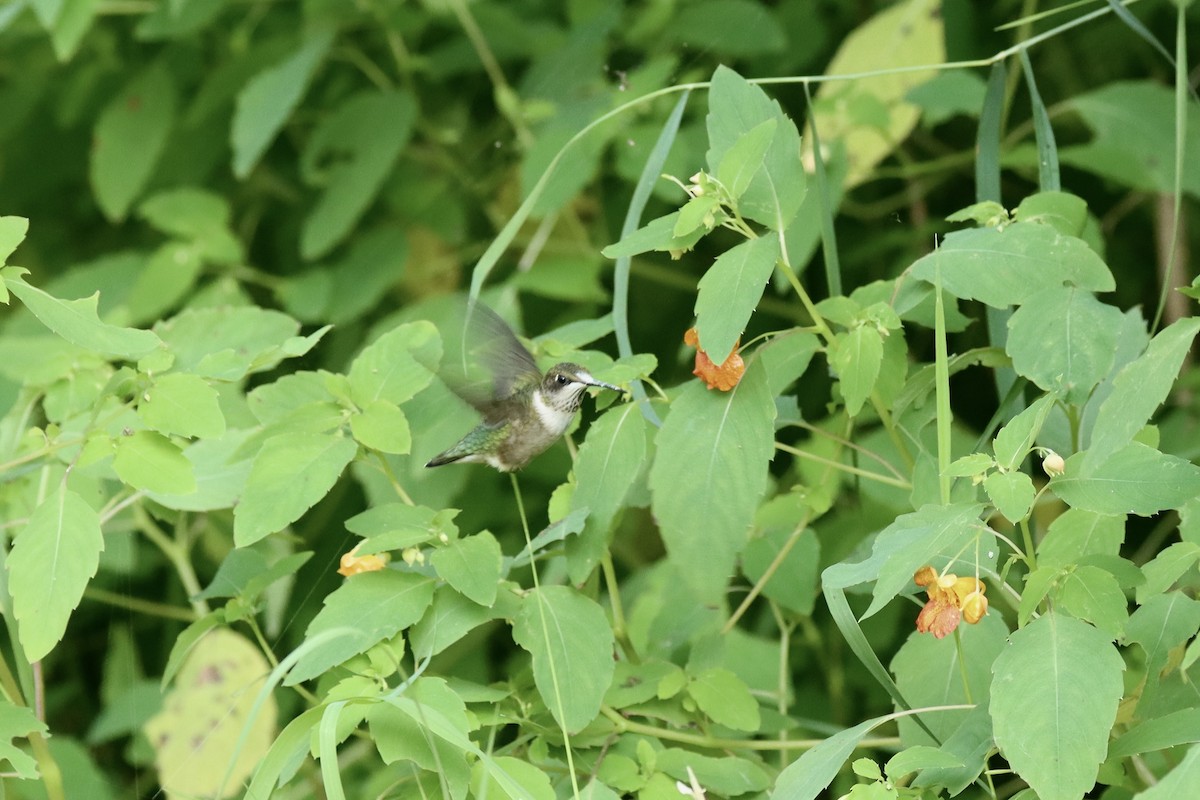 Ruby-throated Hummingbird - ML641393662