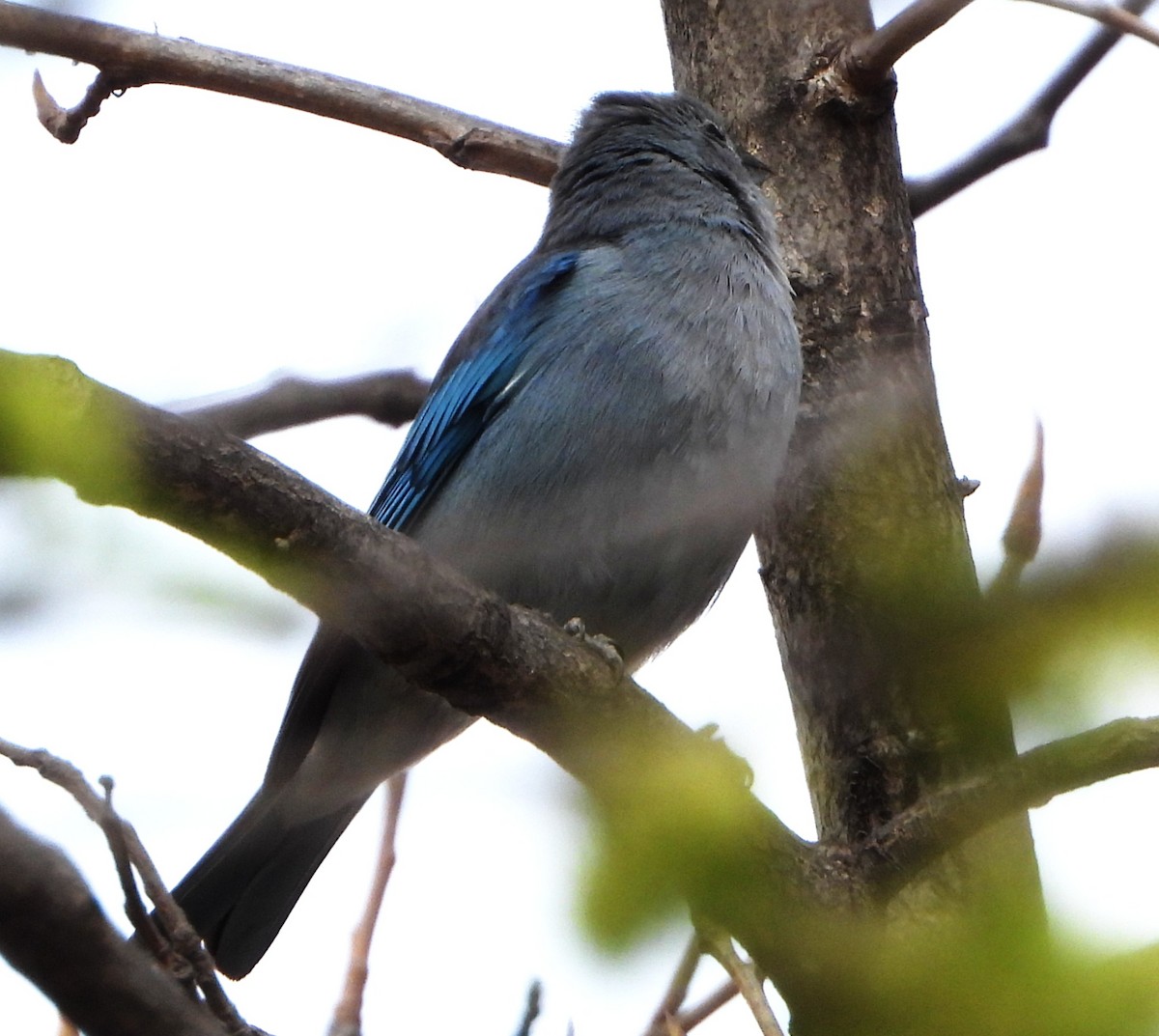 Sayaca Tanager - ML641393663