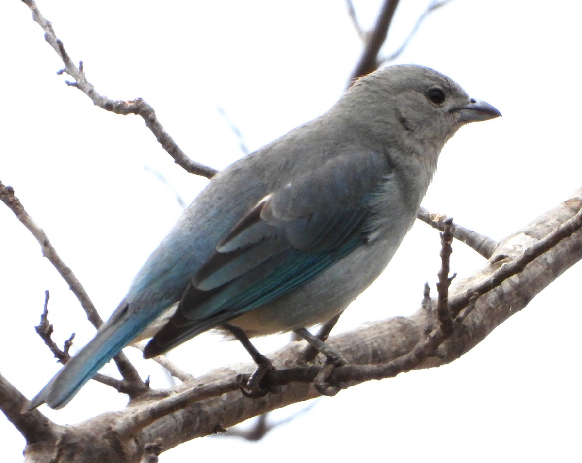Sayaca Tanager - ML641393664