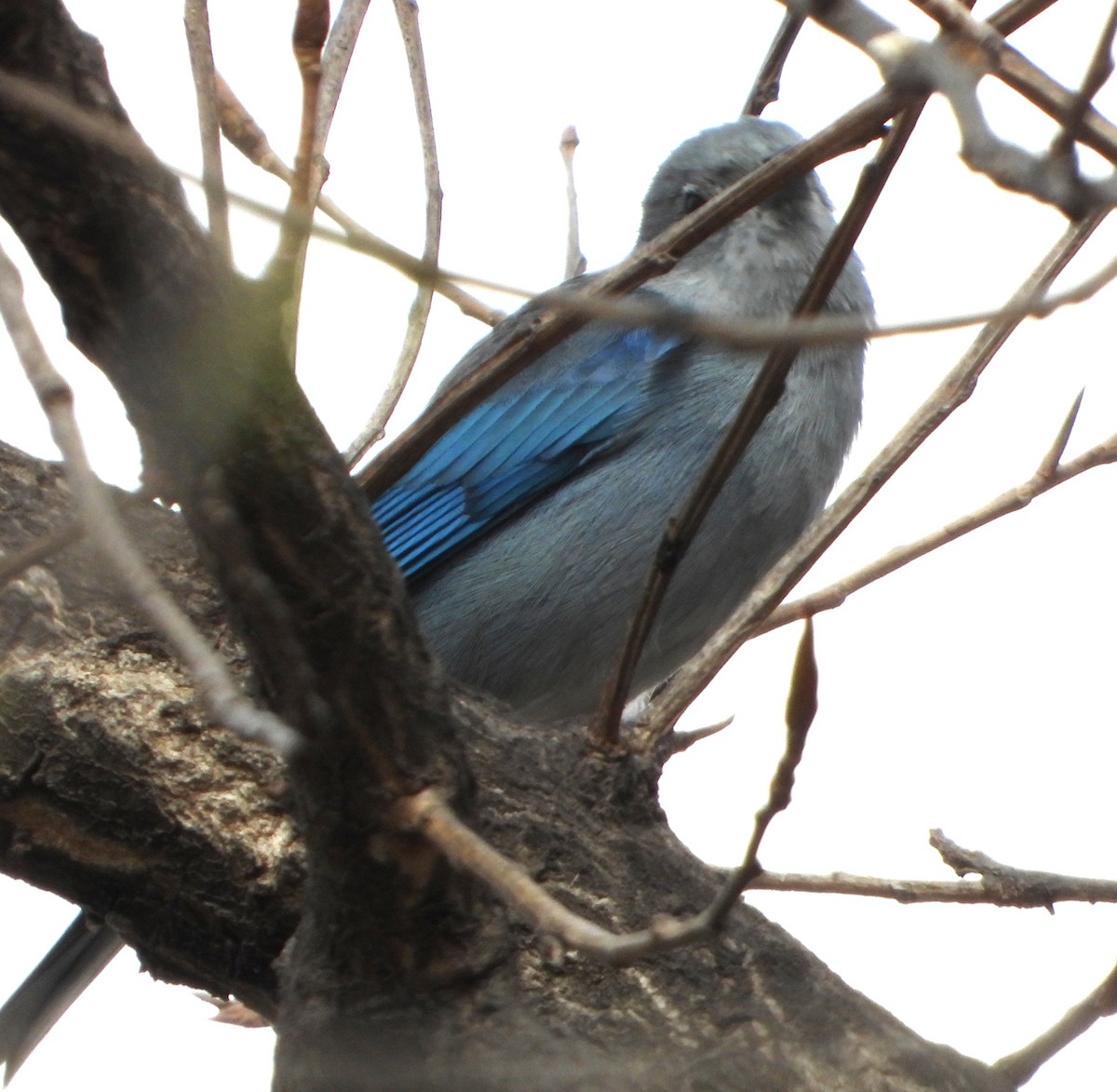 Sayaca Tanager - ML641393665
