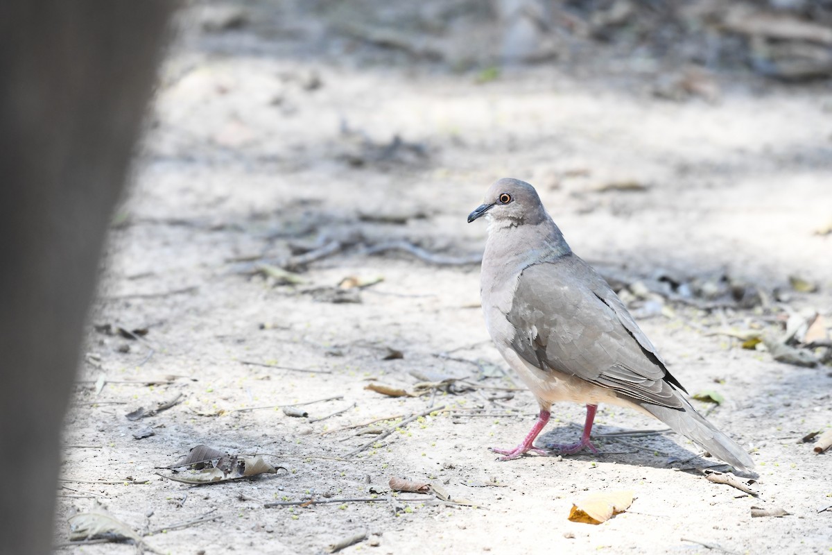 White-tipped Dove - ML641393666