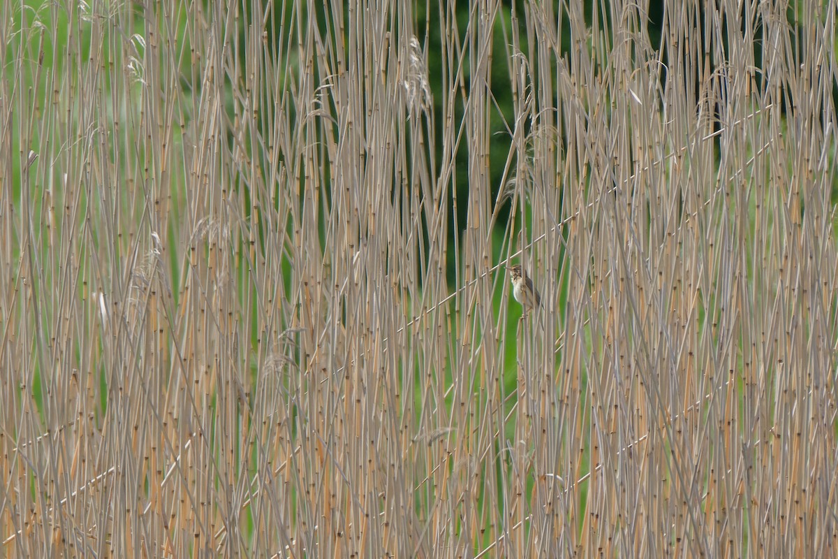 Common Reed Warbler - ML641393667