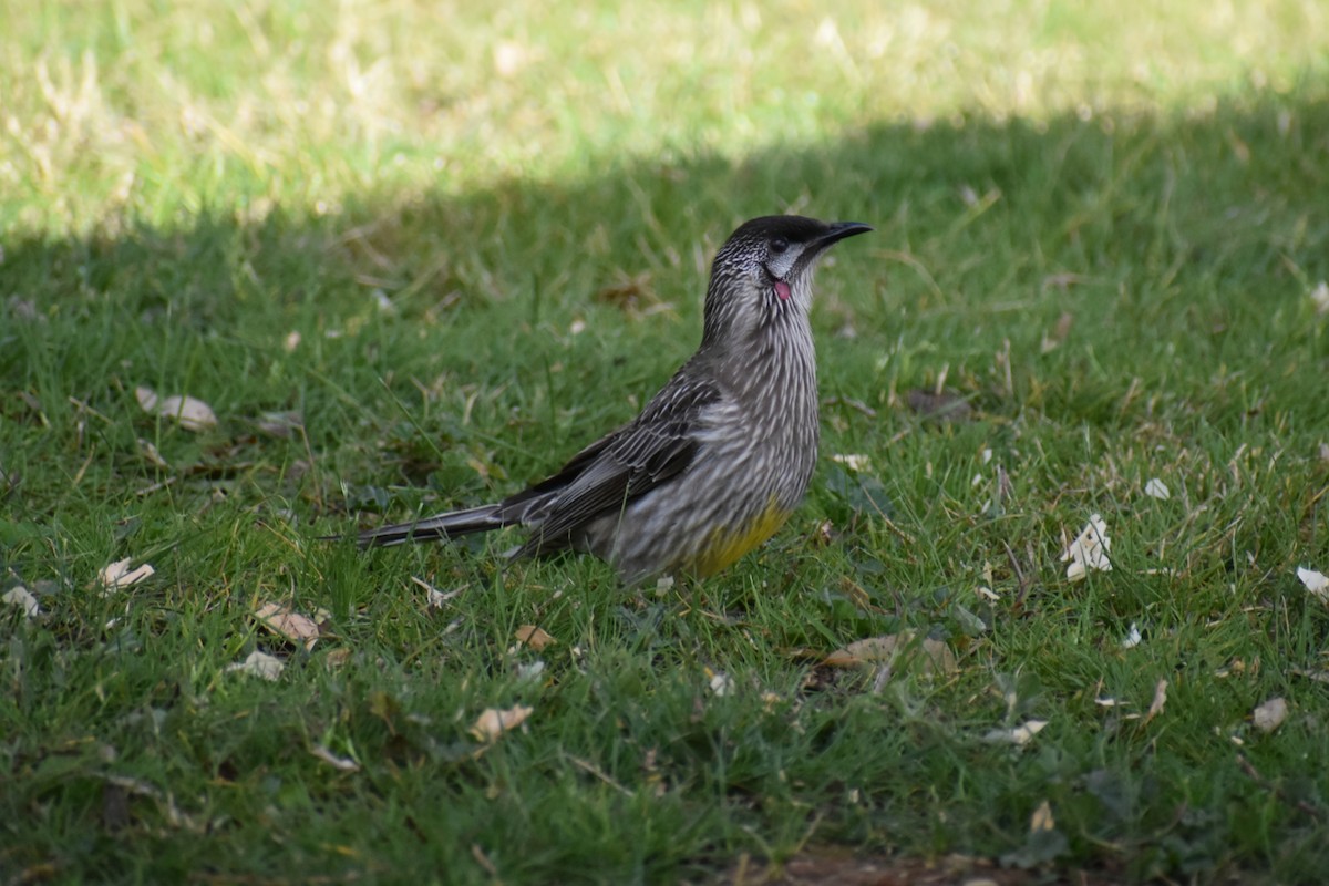 Red Wattlebird - ML641393671