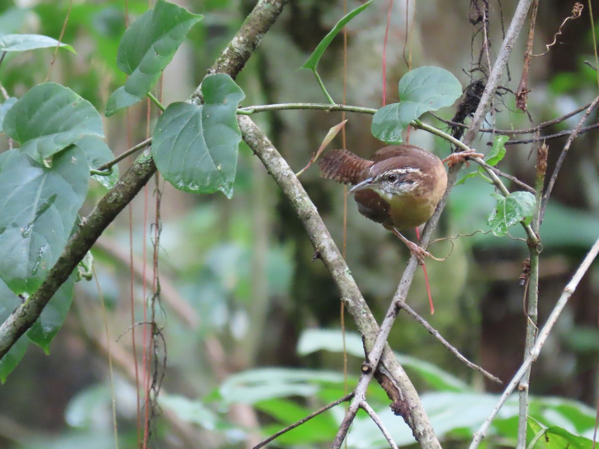 Carolina Wren - ML641393672