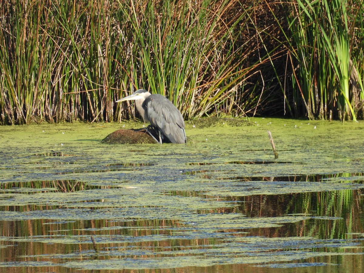 Great Blue Heron - ML641393674