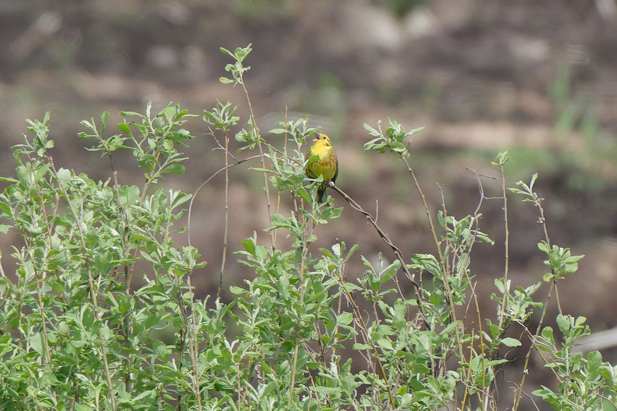 Yellowhammer - ML641393682