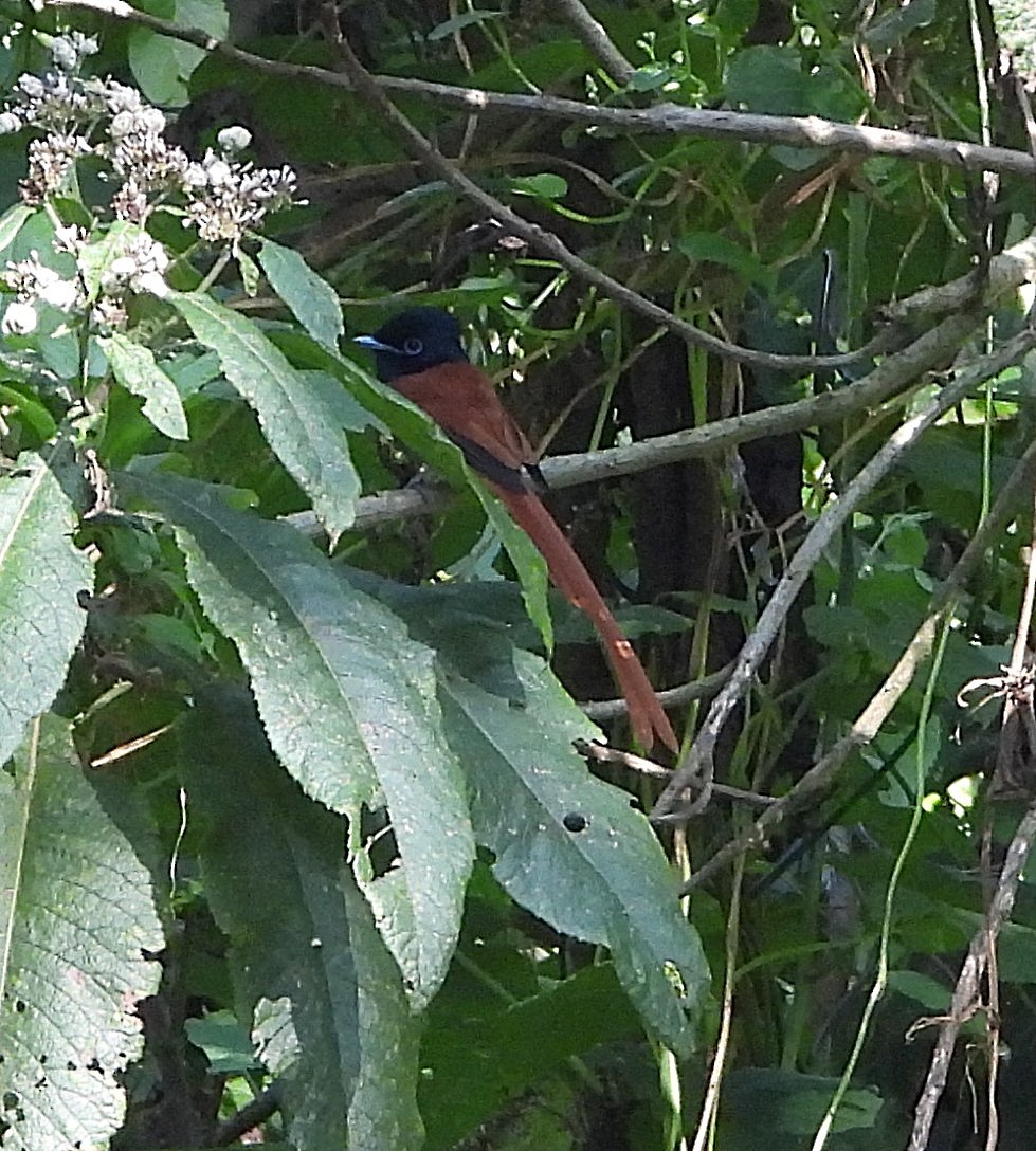 Black-headed Paradise-Flycatcher - ML641393687