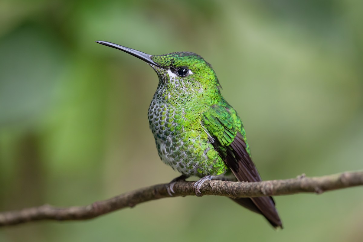 Green-crowned Brilliant - ML641393688