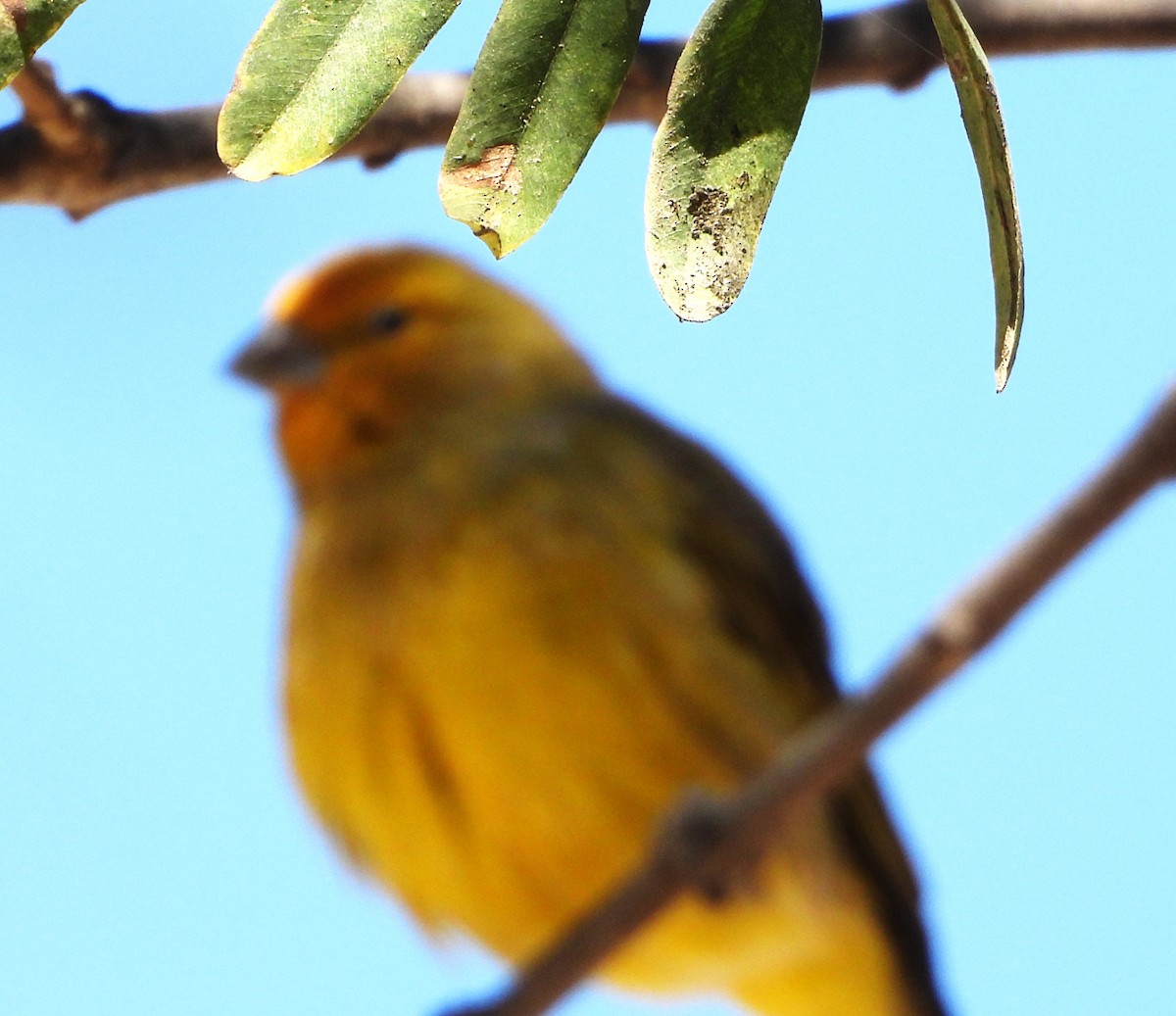 Saffron Finch - ML641393689