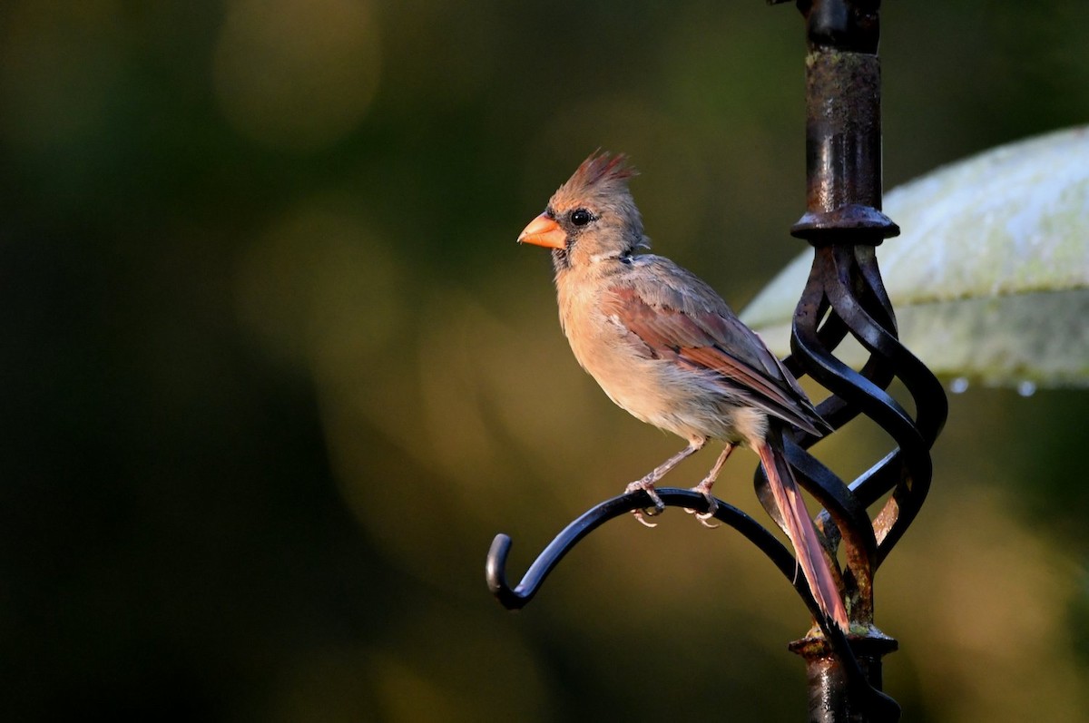 Northern Cardinal - ML641393695