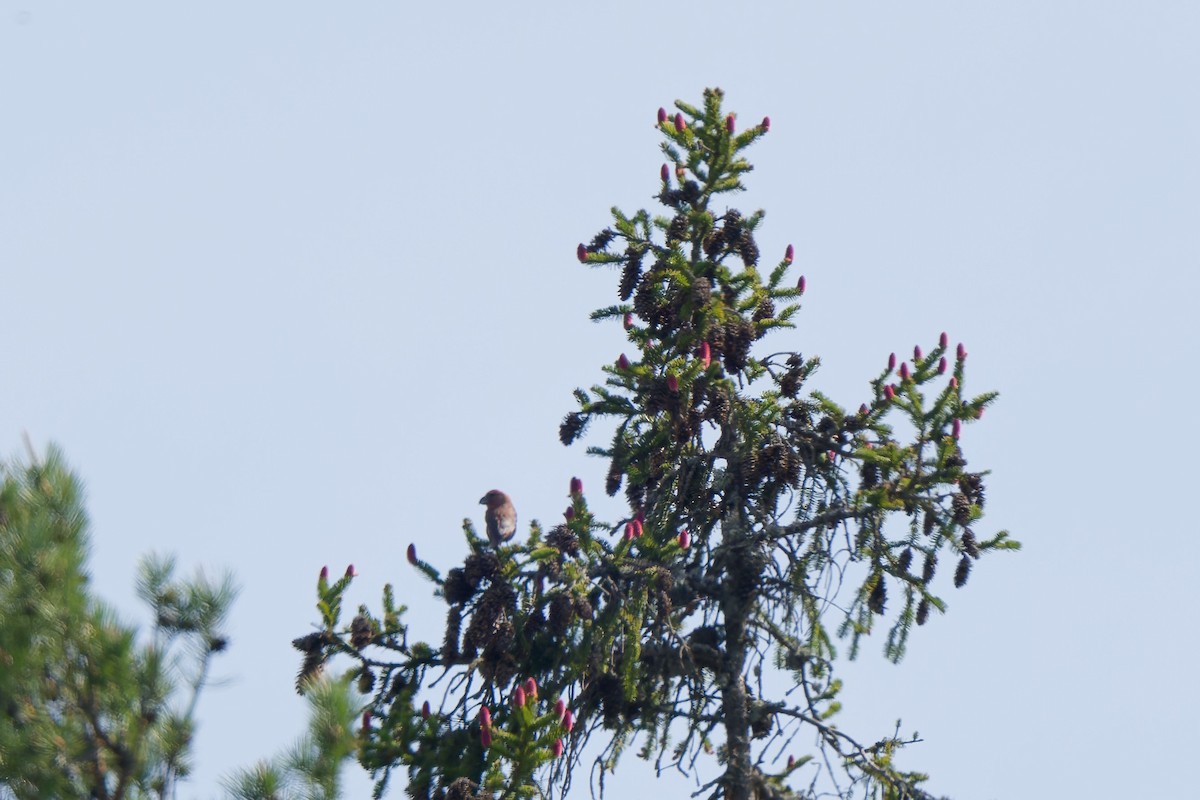 Red Crossbill - ML641393696
