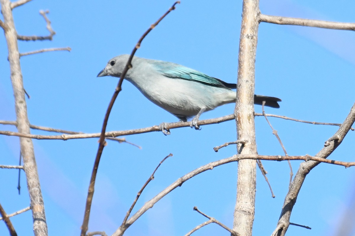 Sayaca Tanager - ML641393699