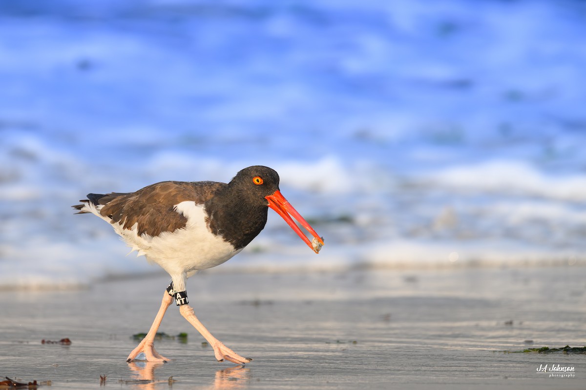 American Oystercatcher - ML641393705