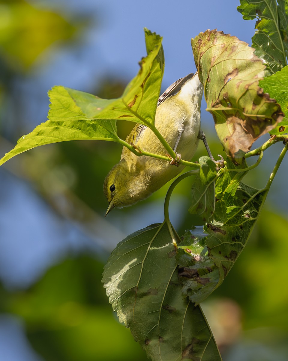 Tennessee Warbler - ML641393729