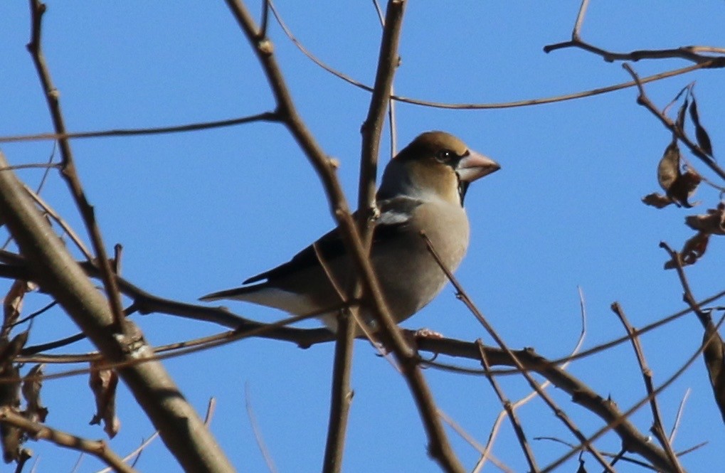 Hawfinch - ML641393736