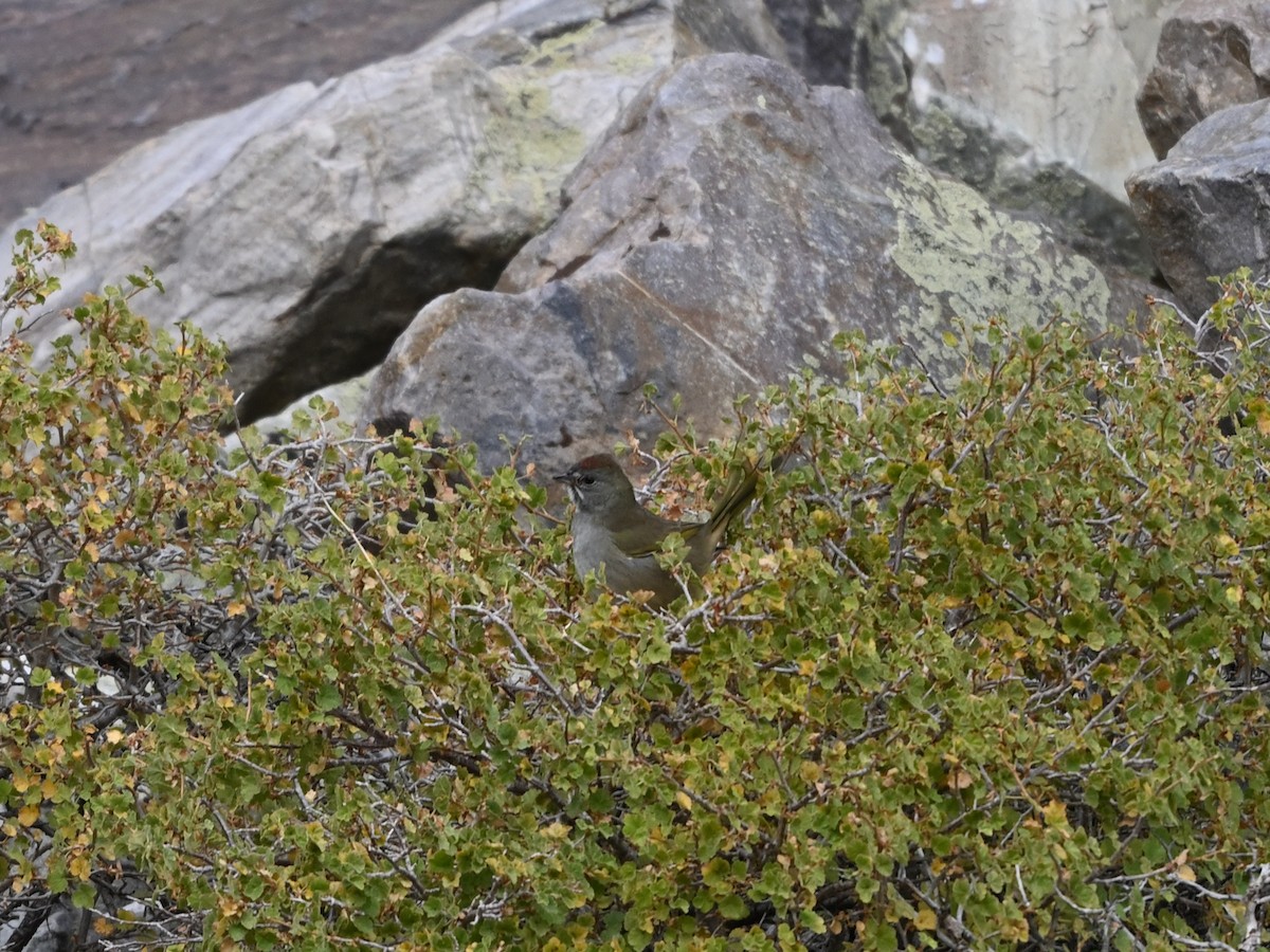 Green-tailed Towhee - ML641393742