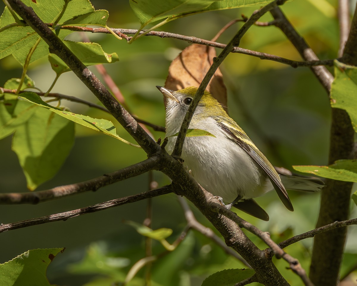 Chestnut-sided Warbler - ML641393778