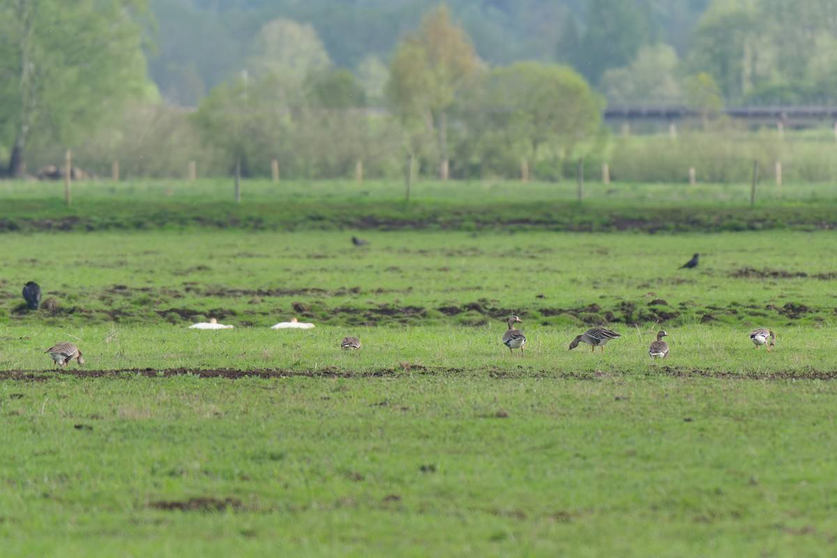 Greater White-fronted Goose - ML641393786