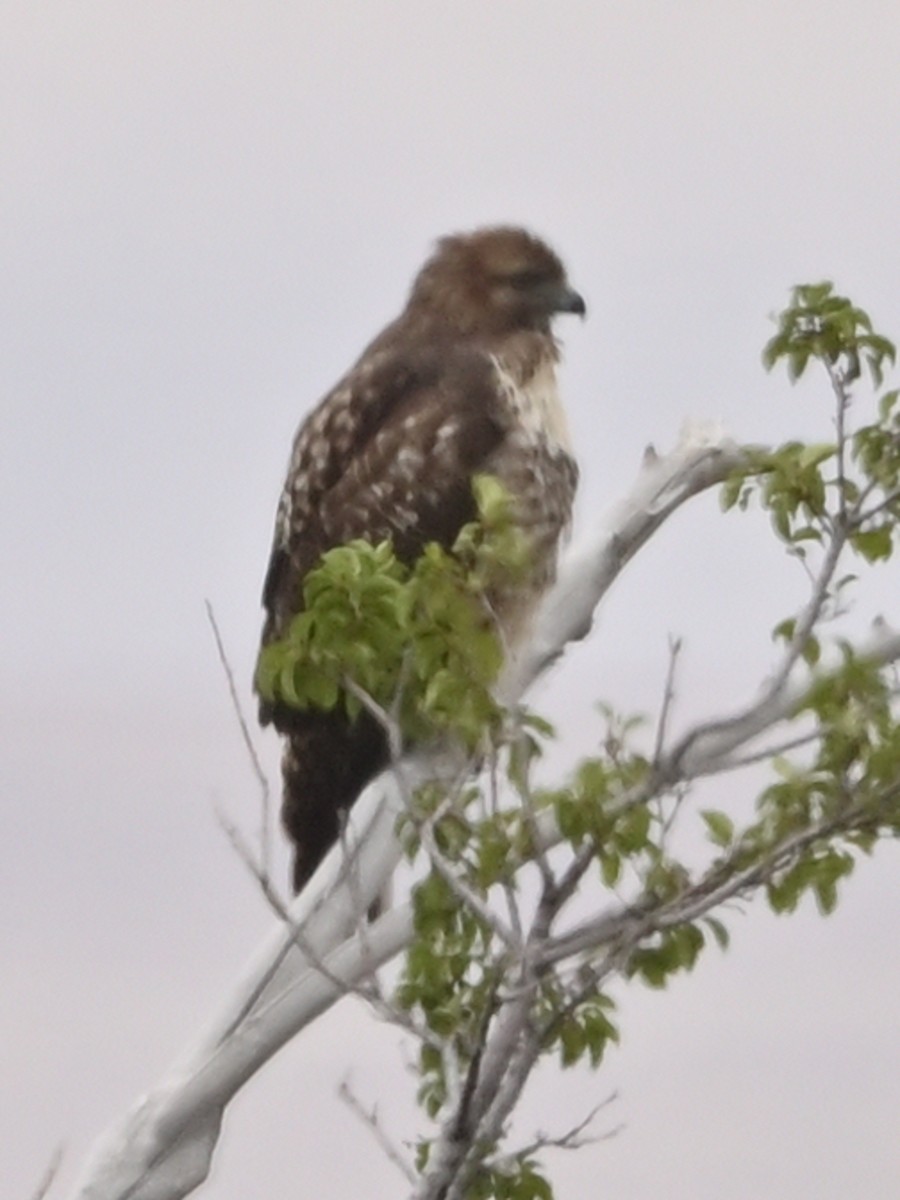 Red-tailed Hawk - ML641393803
