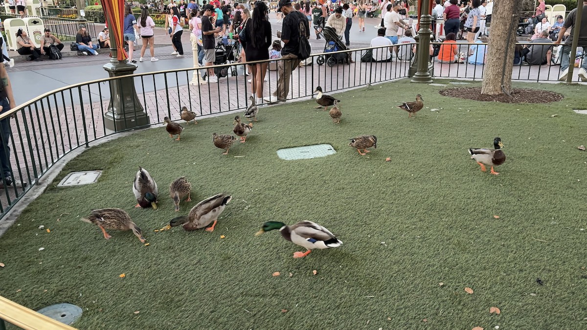 Mallard - ML641393819