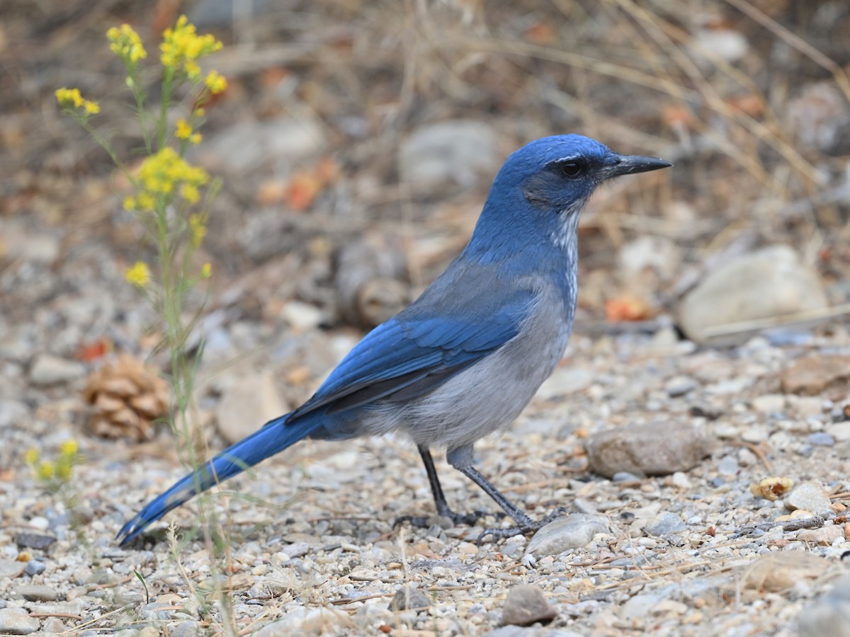 Woodhouse's Scrub-Jay - ML641393820