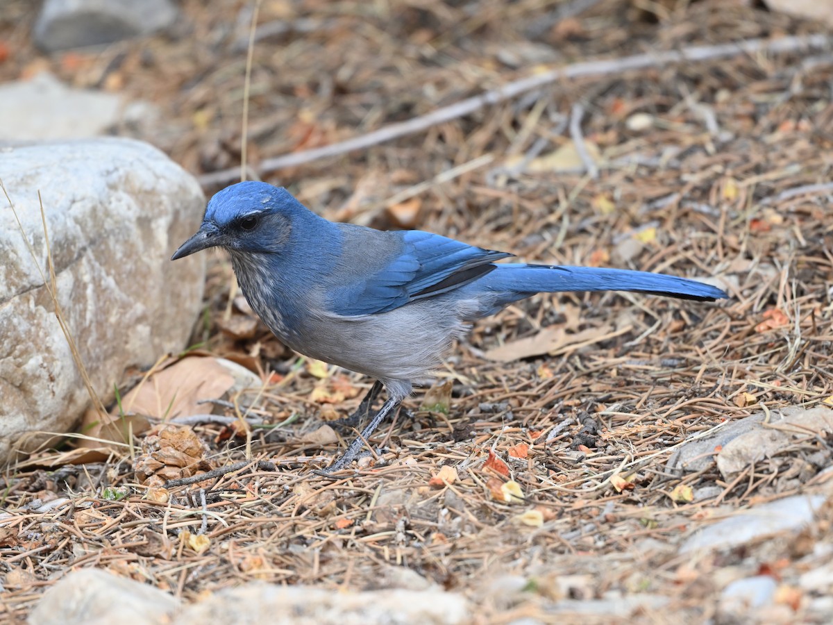 Woodhouse's Scrub-Jay - ML641393821