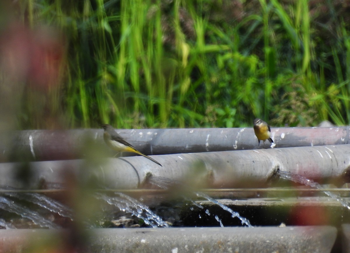 Gray Wagtail - ML641393827