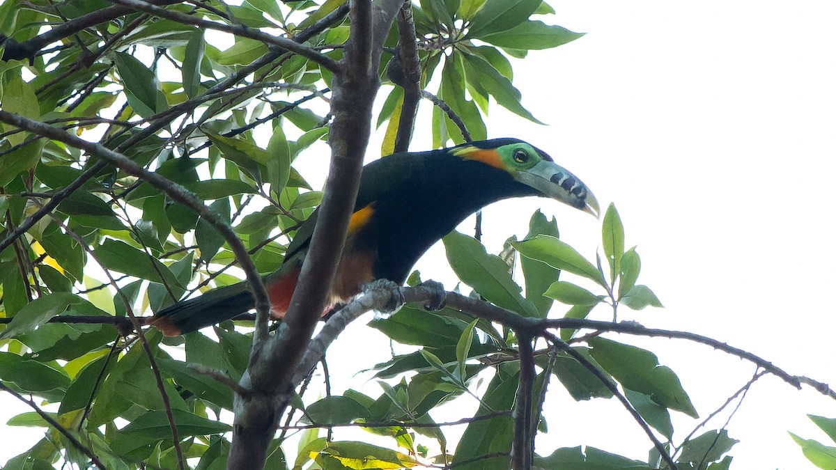 Spot-billed Toucanet - ML641393852