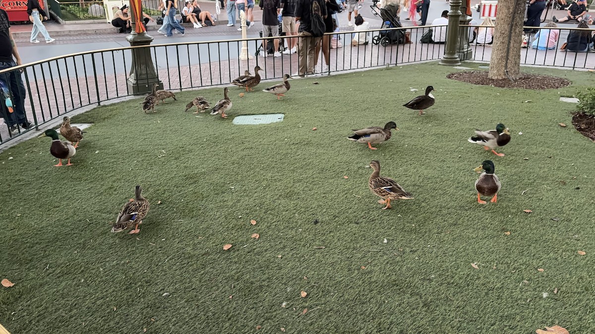 Mallard (Domestic type) - ML641393863