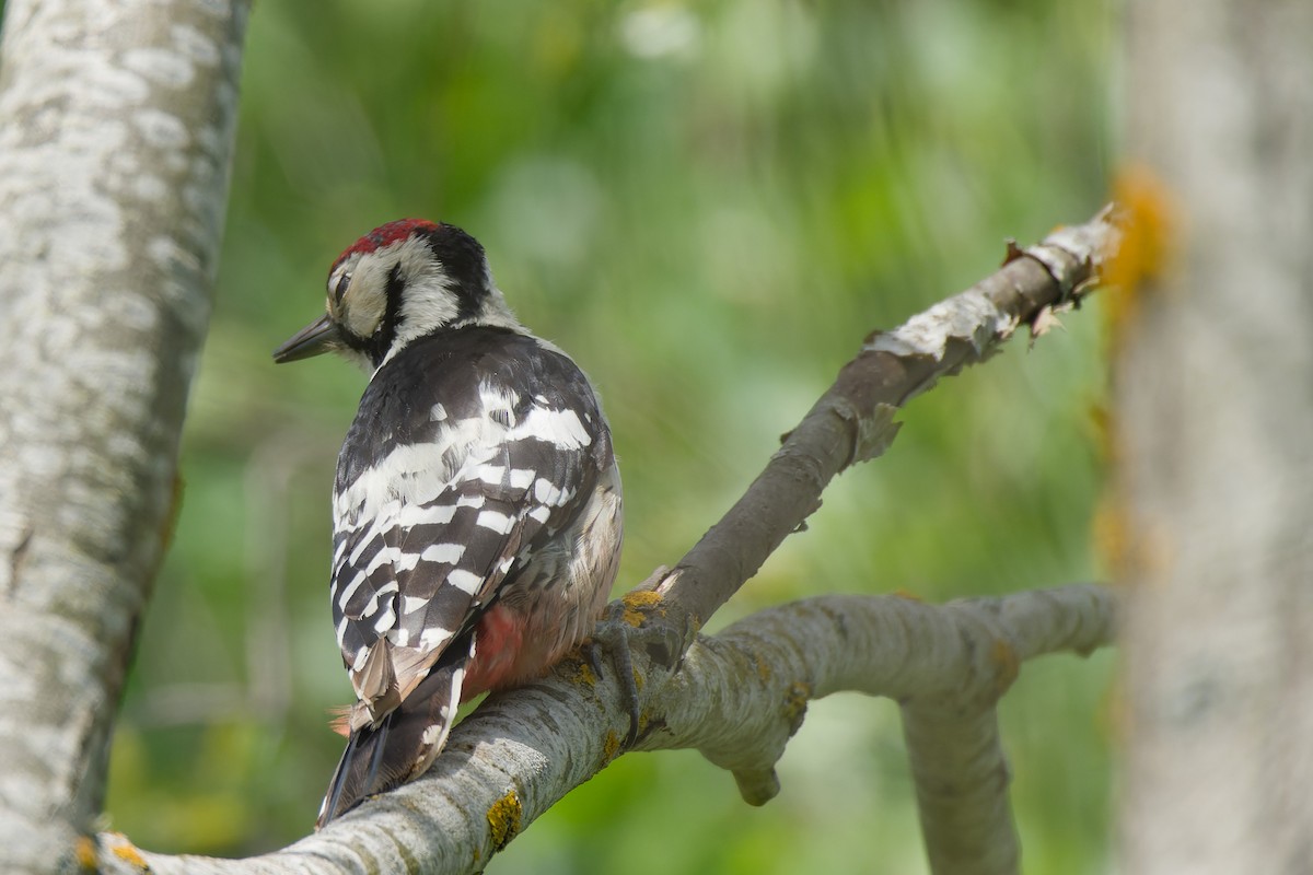 White-backed Woodpecker - ML641393868