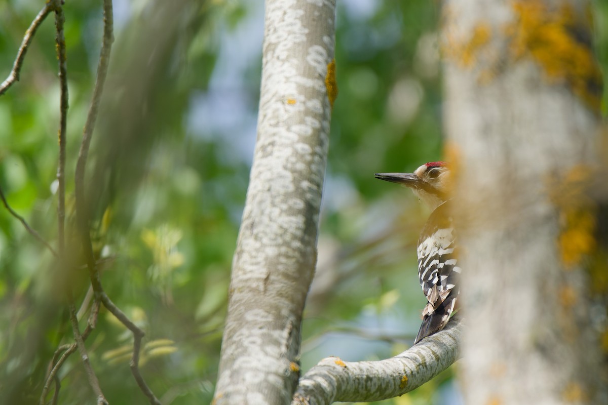 White-backed Woodpecker - ML641393869