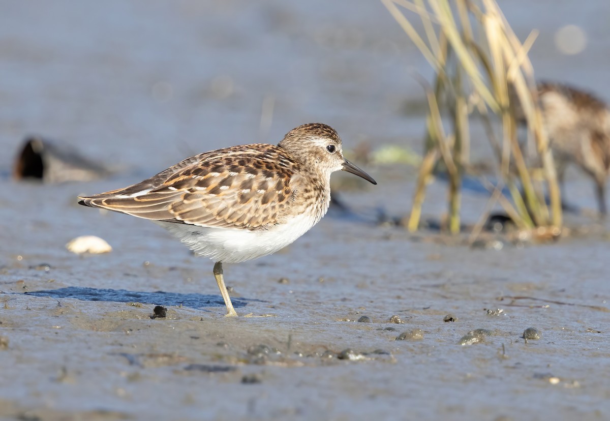 Least Sandpiper - ML641393878