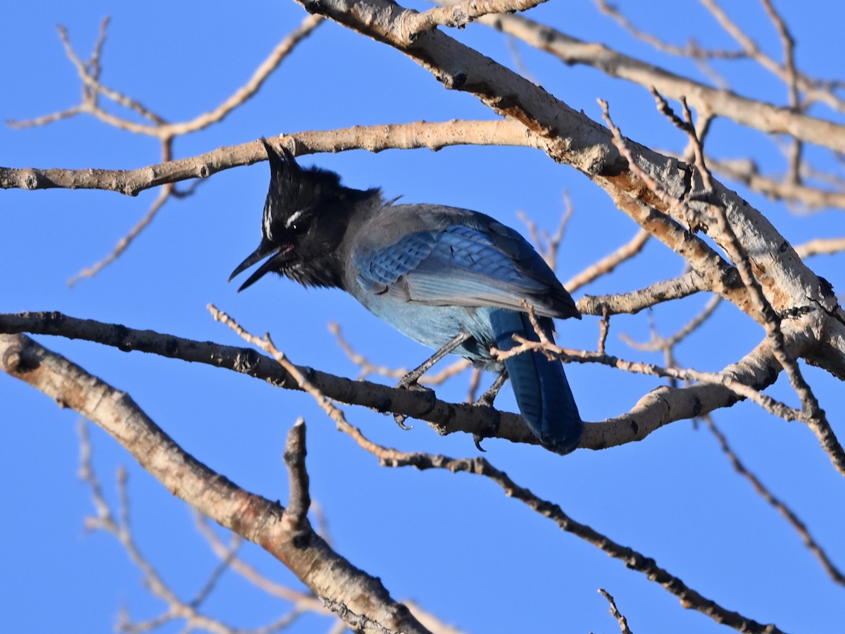 Steller's Jay (Southwest Interior) - ML641393881