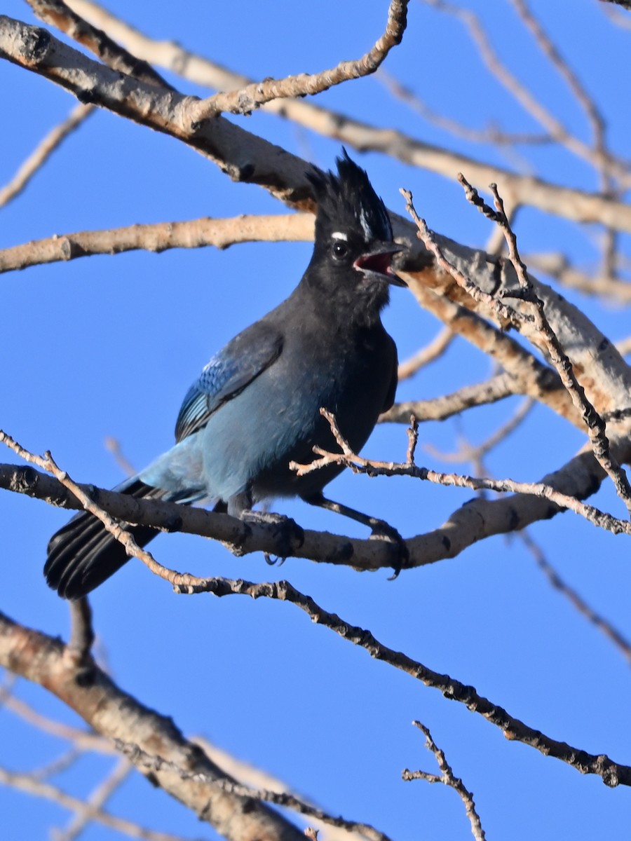 Steller's Jay (Southwest Interior) - ML641393882