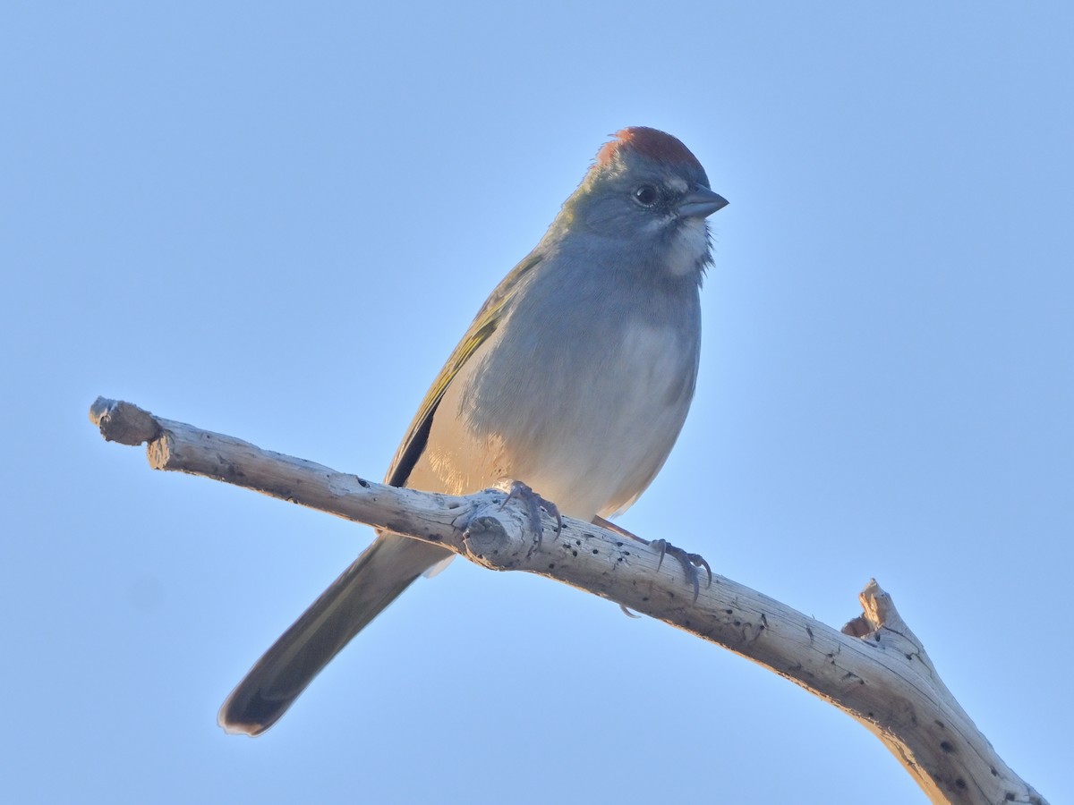 Green-tailed Towhee - ML641393902
